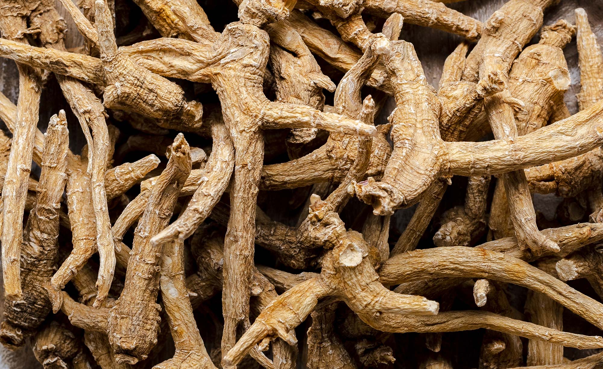 Species Of Ginseng Differences